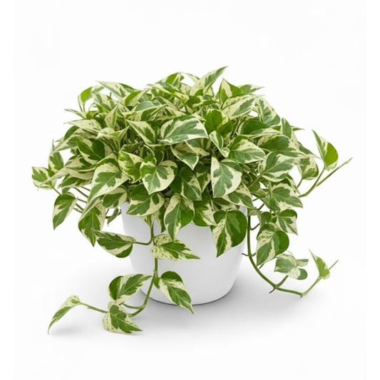 8" Pothos N'Joy