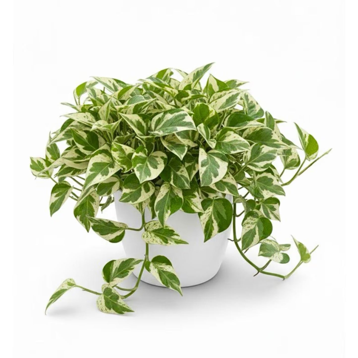 6" Pothos N Joy