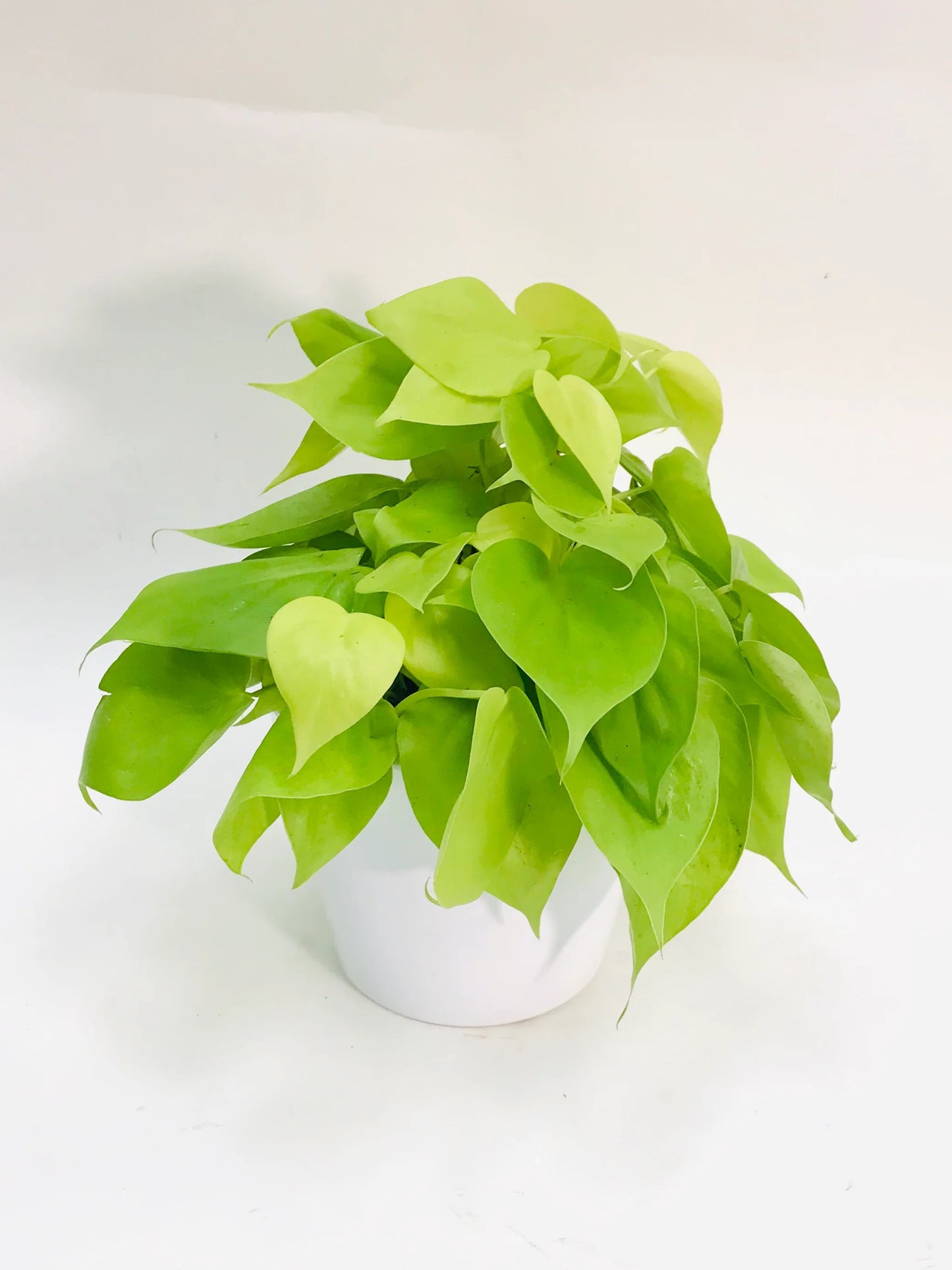 6" Neon Pothos