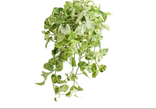 8" Pothos Marble Queen