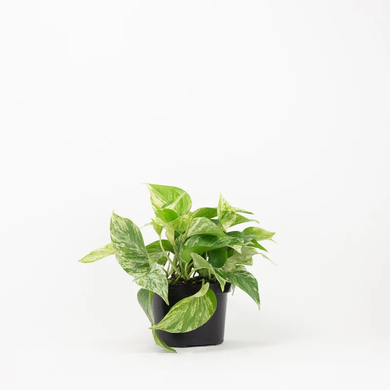 6" Pothos Marble Queen