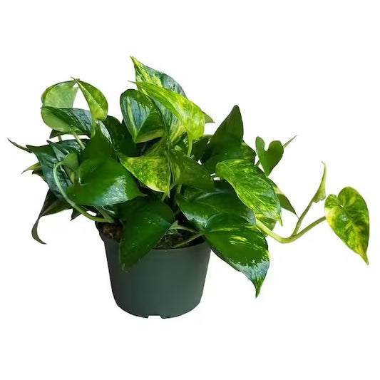6" Golden Pothos HB