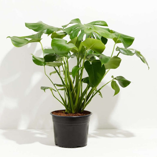 10"/3g Philodendron Splitleaf