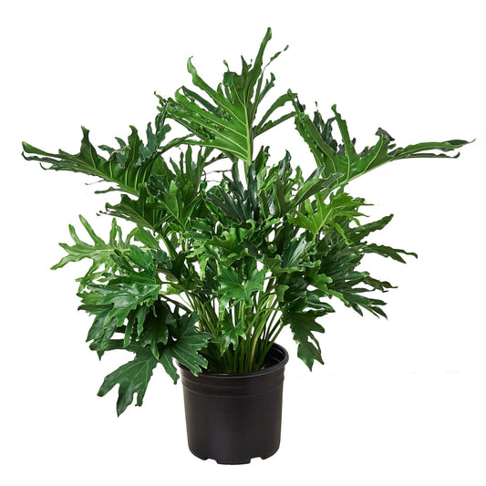 10"/3g Philodendron Lickety Split