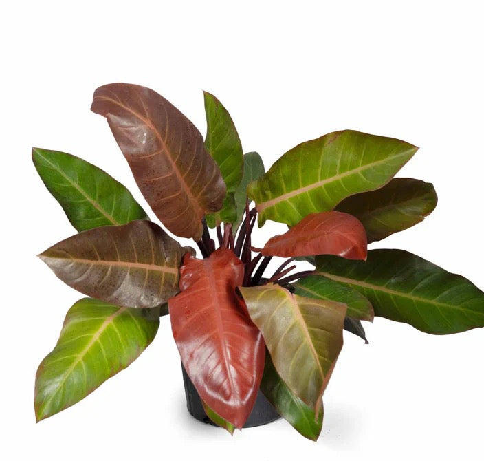 10"/3g Philodendron Kathleen