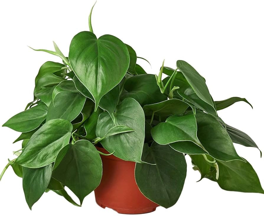 6" Philodendron Cordatum