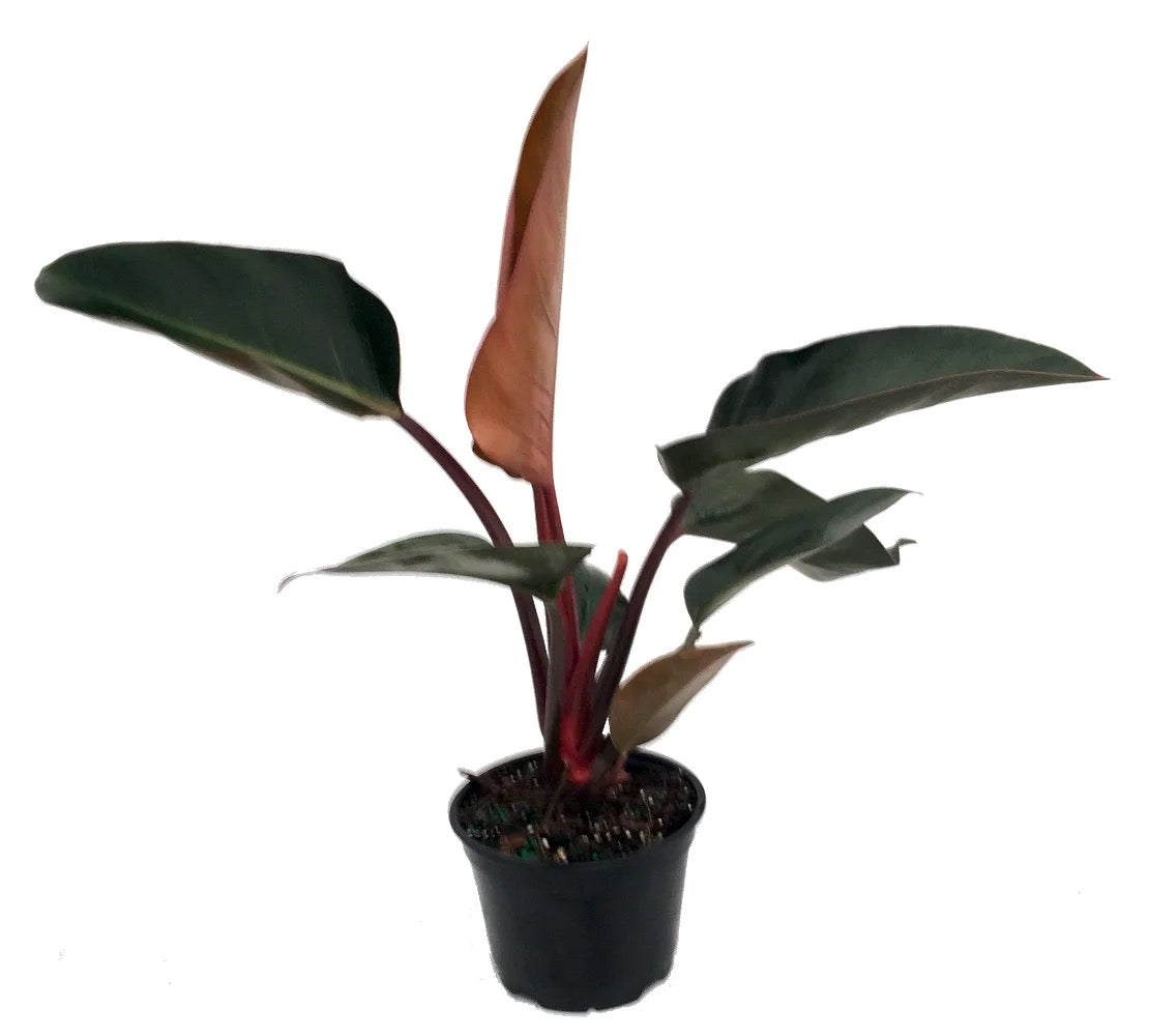 6" Philodendron Congo Rojo/Congo