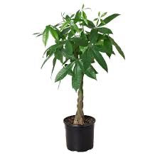 4" Money Tree