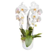 6" Double Phalaenopsis Orchid