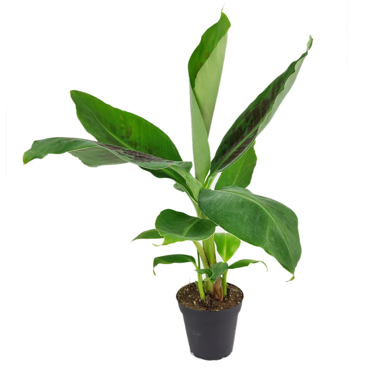 6" Musa Tropicana AKA Banana