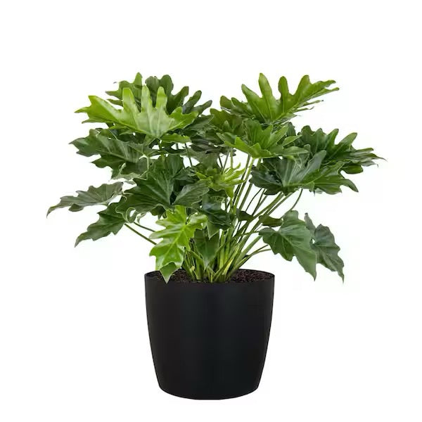 6" Philodendron Shangri La