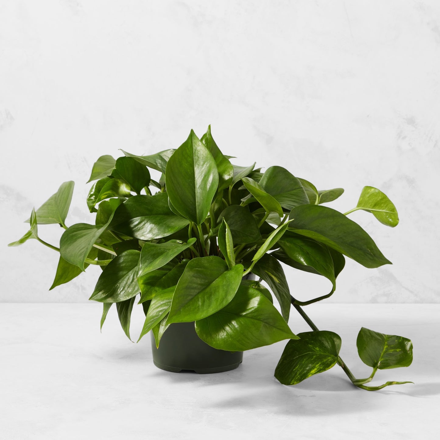 6" Green Queen Pothos