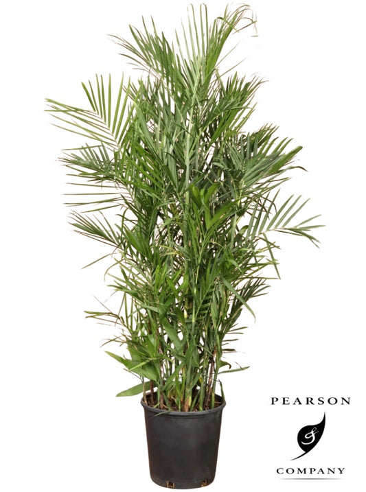 10"/3g Bamboo Palm