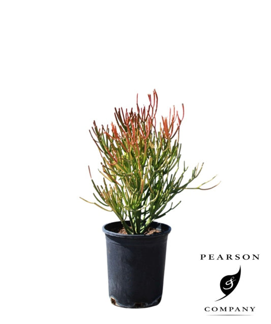 17"/15g Euphorbia Firestick Pencil Cactus