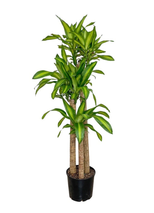 10"/3g Dracaena Mass Cane 4/6'