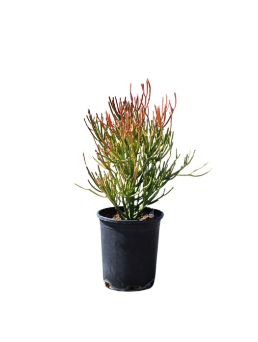 10"/3g Euphorbia Firestick Pencil Cactus