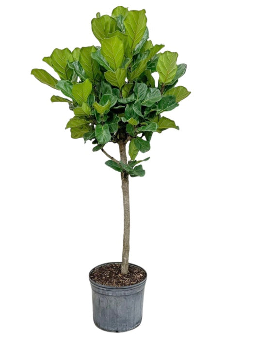 10"/3G Ficus Lyrata Fiddle Leaf Fig Standard