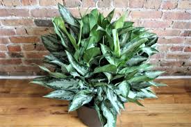 10"/3g Aglaonema Jubilee