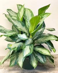 10"/3g Aglaonema Silver Bay