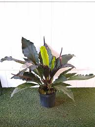 10"/3g Anthurium Big Bird