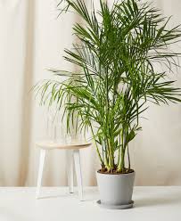 14"/7g Bamboo Palm