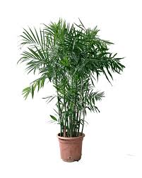10"/3g Bamboo - Chamadorea Seifrizii