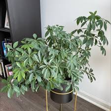 10"/3g Brassaia Arboricola