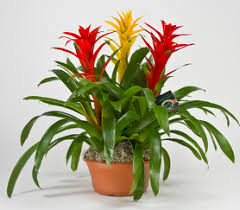 10"/3g Bromeliad Combo (5/4"or 3/6")