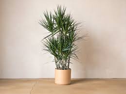 14"/10g Dracaena Marginata Stump Character
