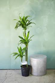 10"/3g Dracaena Art Bush