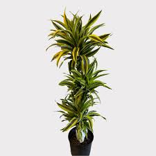 10"/3g Dracaena Gold Star