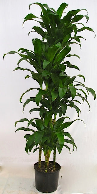 10"/3g Dracaena Hawaii Girl