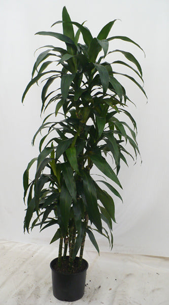 10"/3g Dracaena Hilo Girl C/B
