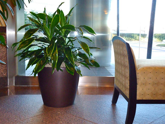 10"/3g Dracaena Janet Craig Carmen Bush