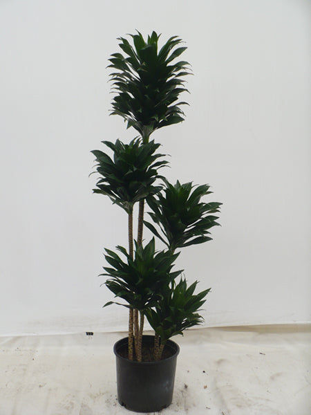 10"/3g Dracaena Janet Craig Compacta