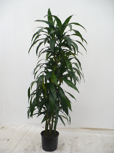 10"/3g Dracaena Janet Craig c/b Cut Back
