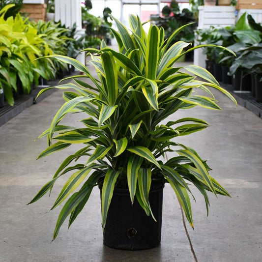 10"/3g Dracaena Lemon Lime
