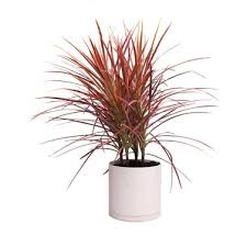 6" Dracaena Marginata Assort. Variety Colorama