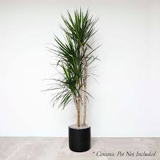 10"/3g Dracaena Marginata Column