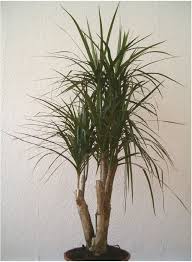 17"/15g Dracaena Marginata Specimen