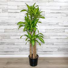 10"/3g Dracaena Massangeana