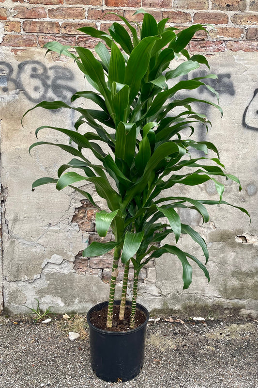 10"/3g Dracaena Michiko Cut Back