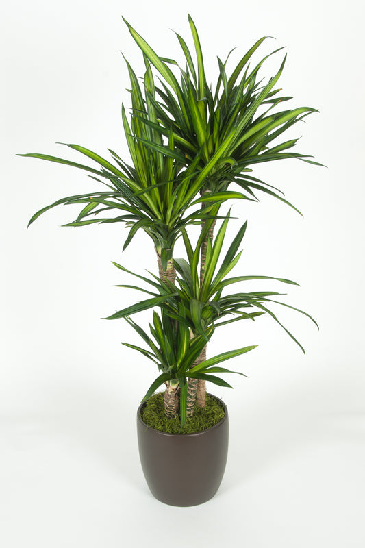 10"/3g Dracaena Rikki/Randy CB 6'