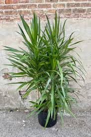 10"/3g Dracaena Tarzan Bush