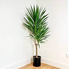 10"/3g Dracaena Tarzan Tree