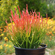 8"/1g Euphorbia Firestick Pencil Cactus