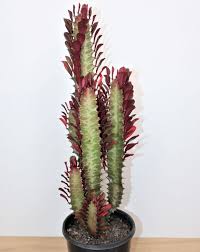 10"/3g Euphorbia Trigona/Red