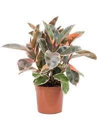 10"/3g Ficus Belize Bush