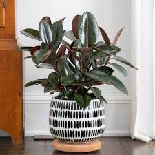 10"/3g Ficus Burgundy Rubber Tree