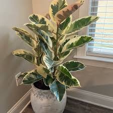 10"/3g Ficus Burgundy/Tineke